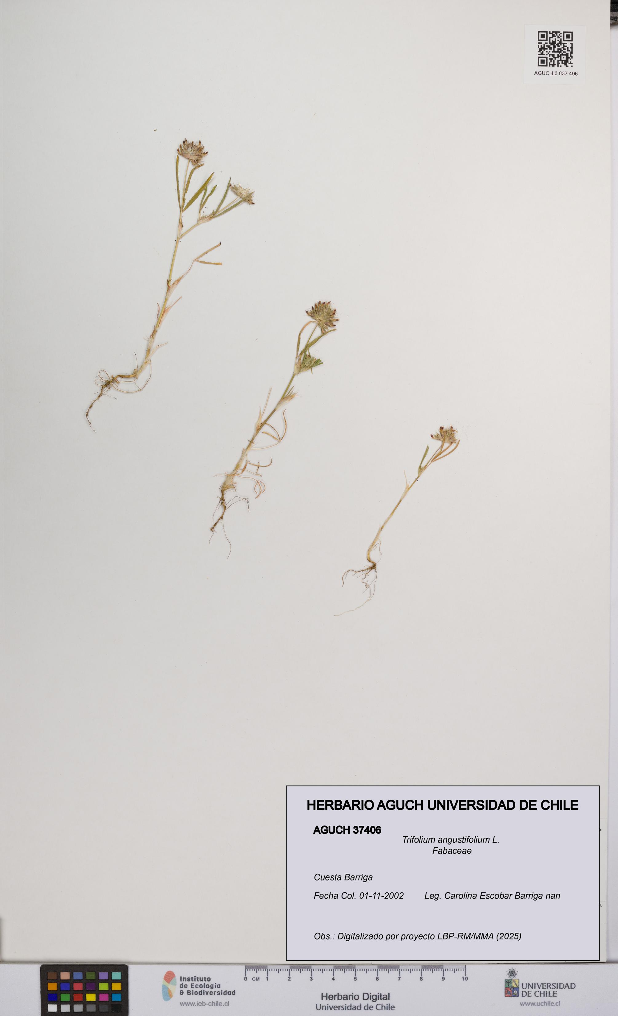 Trifolium angustifolium [Espécimen: UCH:AGUCH:0037406]