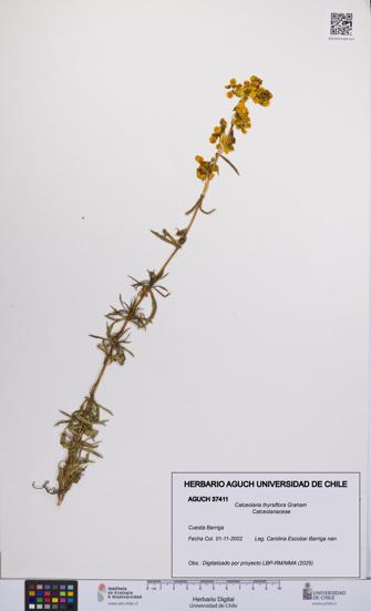 Calceolaria thyrsiflora [Espécimen: UCH:AGUCH:0037411]