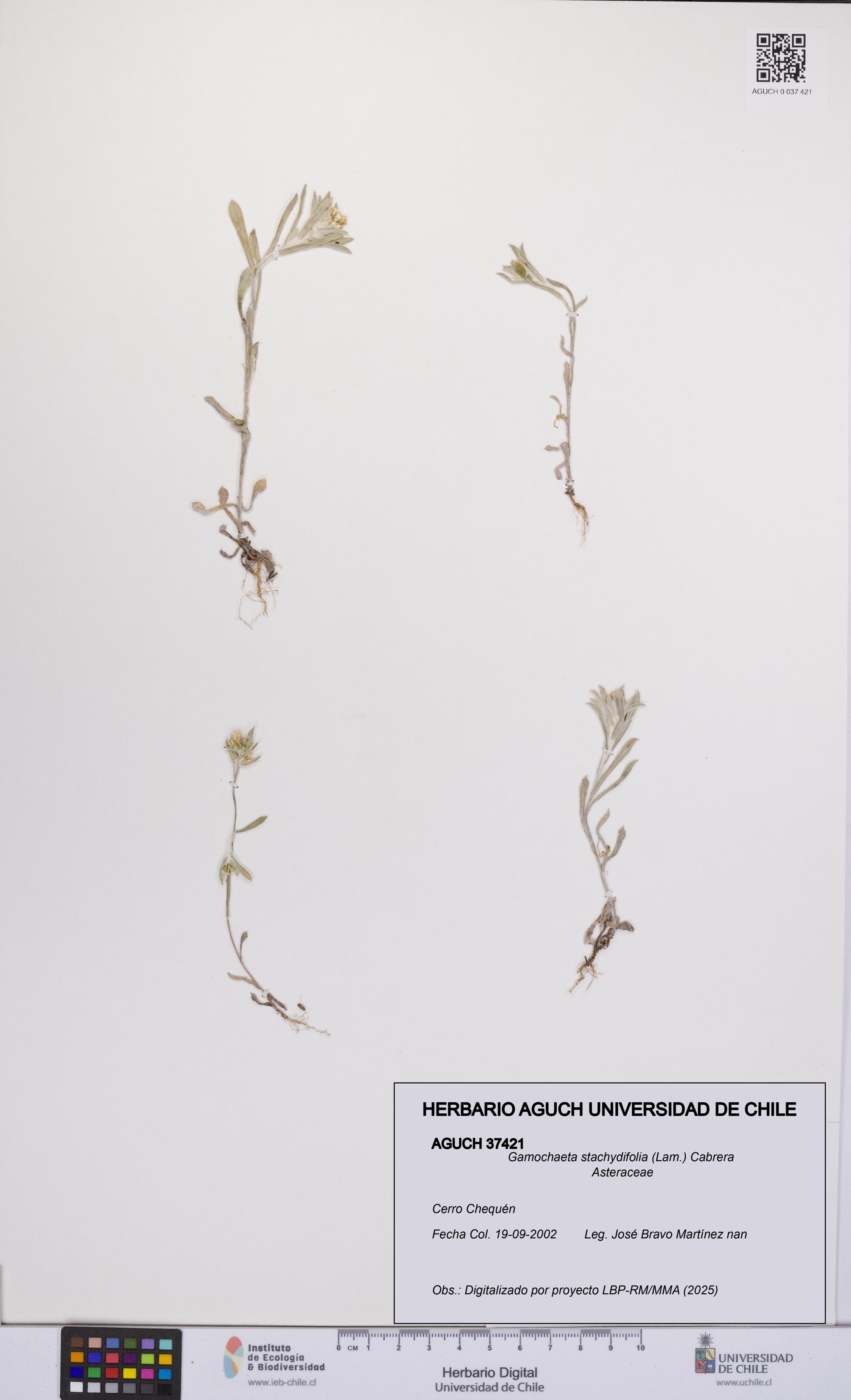 Gamochaeta stachydifolia [Espécimen: UCH:AGUCH:0037421]
