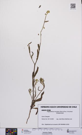 Plagiobothrys muricatus [Espécimen: ]