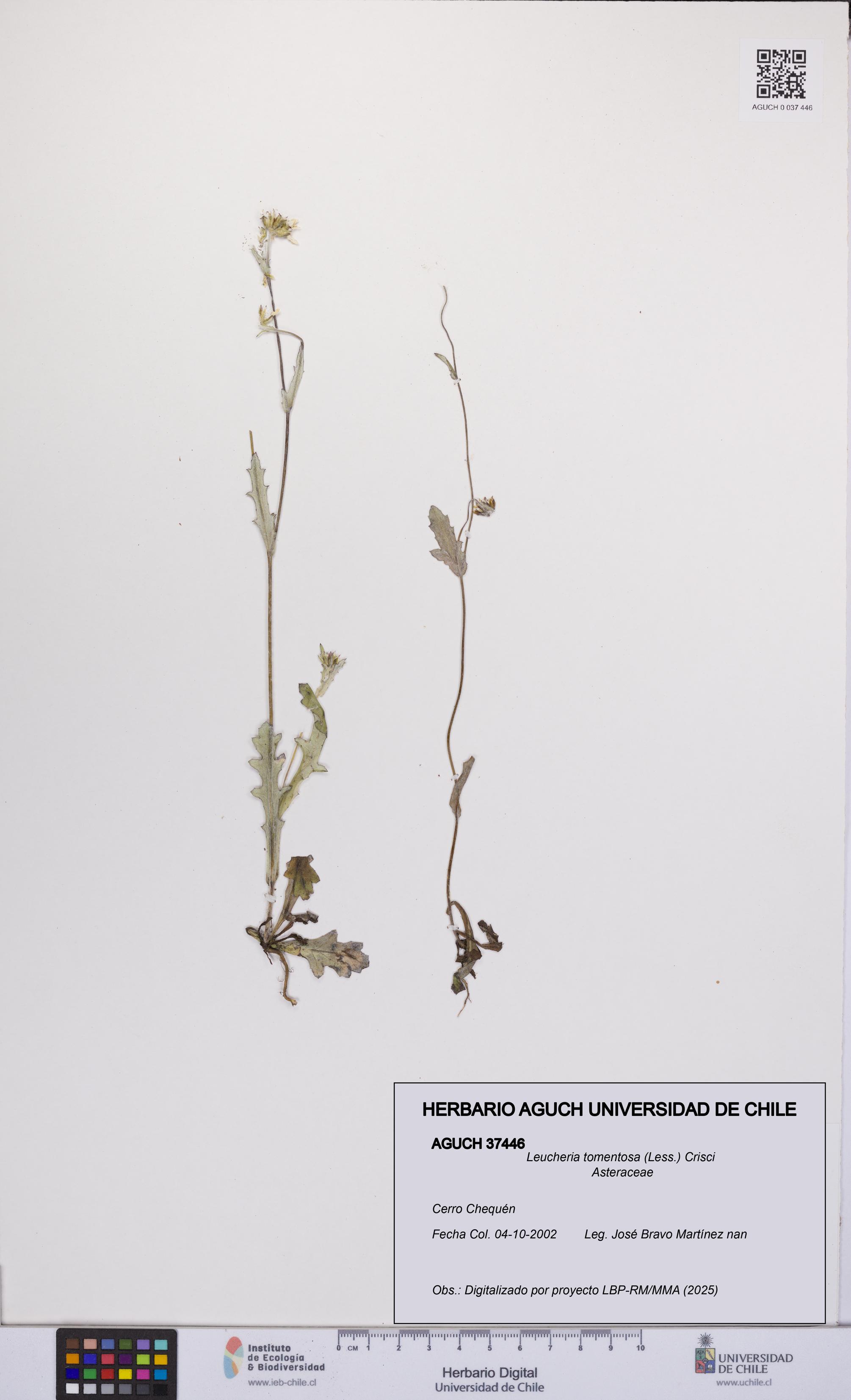 Leucheria tomentosa [Espécimen: UCH:AGUCH:0037446]