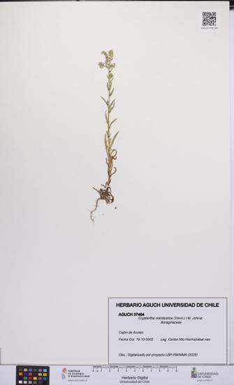 Cryptantha clandestina [Espécimen: UCH:AGUCH:0037464]