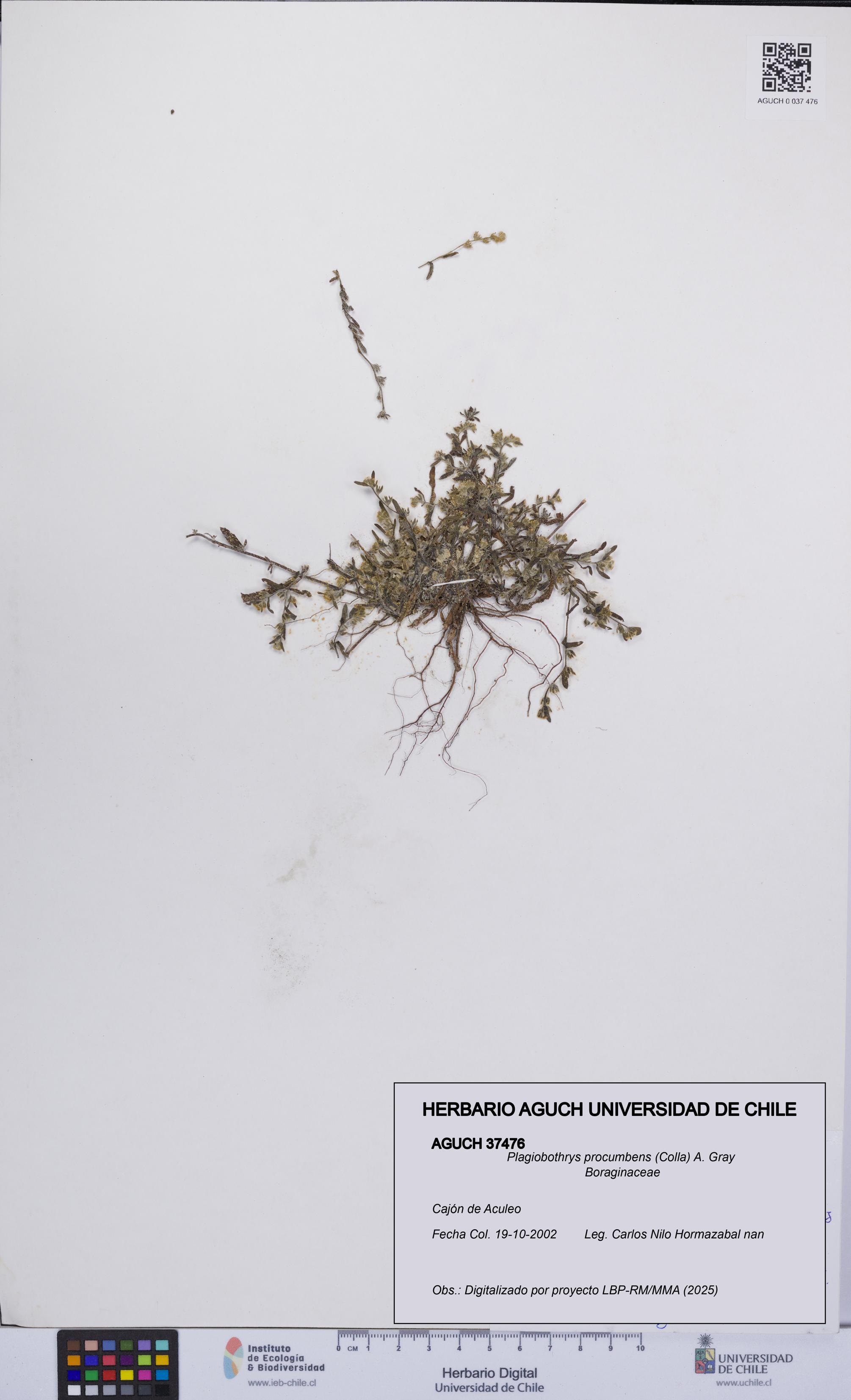 Plagiobothrys procumbens [Espécimen: UCH:AGUCH:0037476]