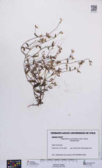 Plagiobothrys myosotoides [Espécimen: UCH:AGUCH:0037477]