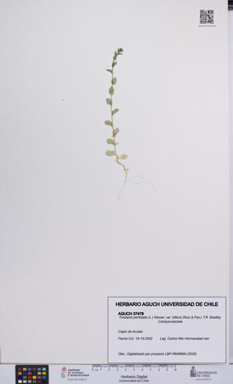 Triodanis perfoliata var. biflora [Espécimen: UCH:AGUCH:0037479]