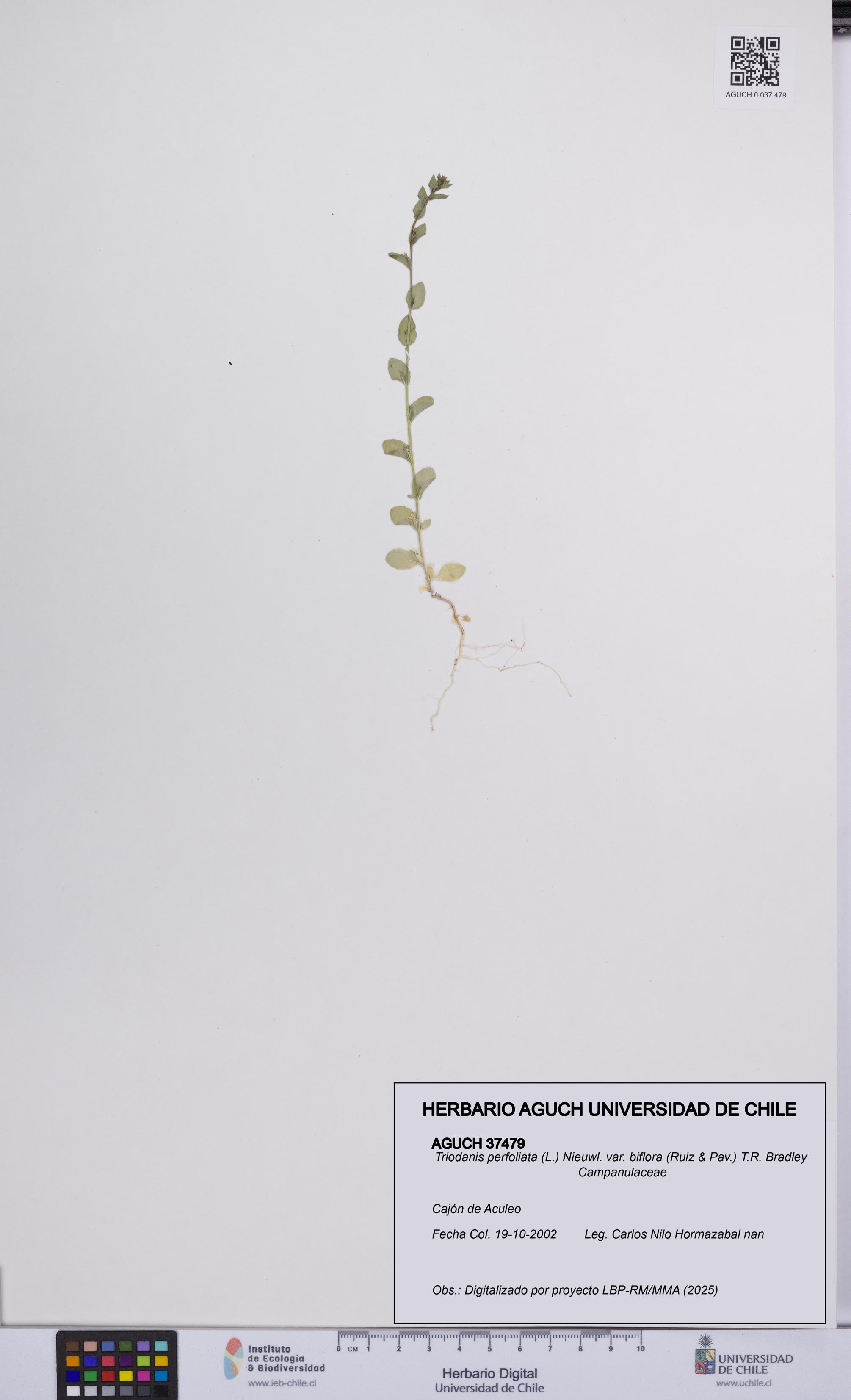 Triodanis perfoliata var. biflora [Espécimen: UCH:AGUCH:0037479]
