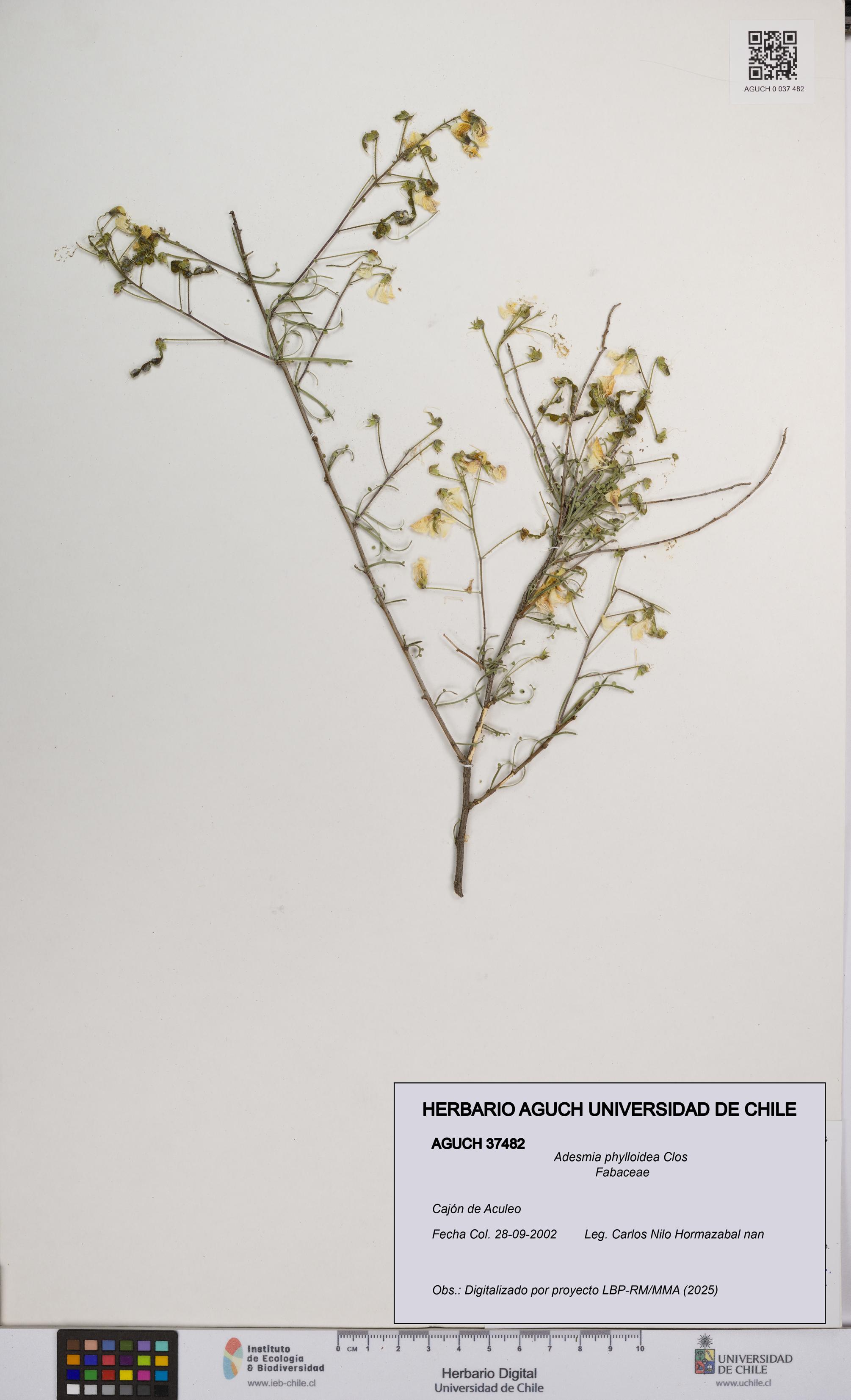 Adesmia phylloidea [Espécimen: UCH:AGUCH:0037482]