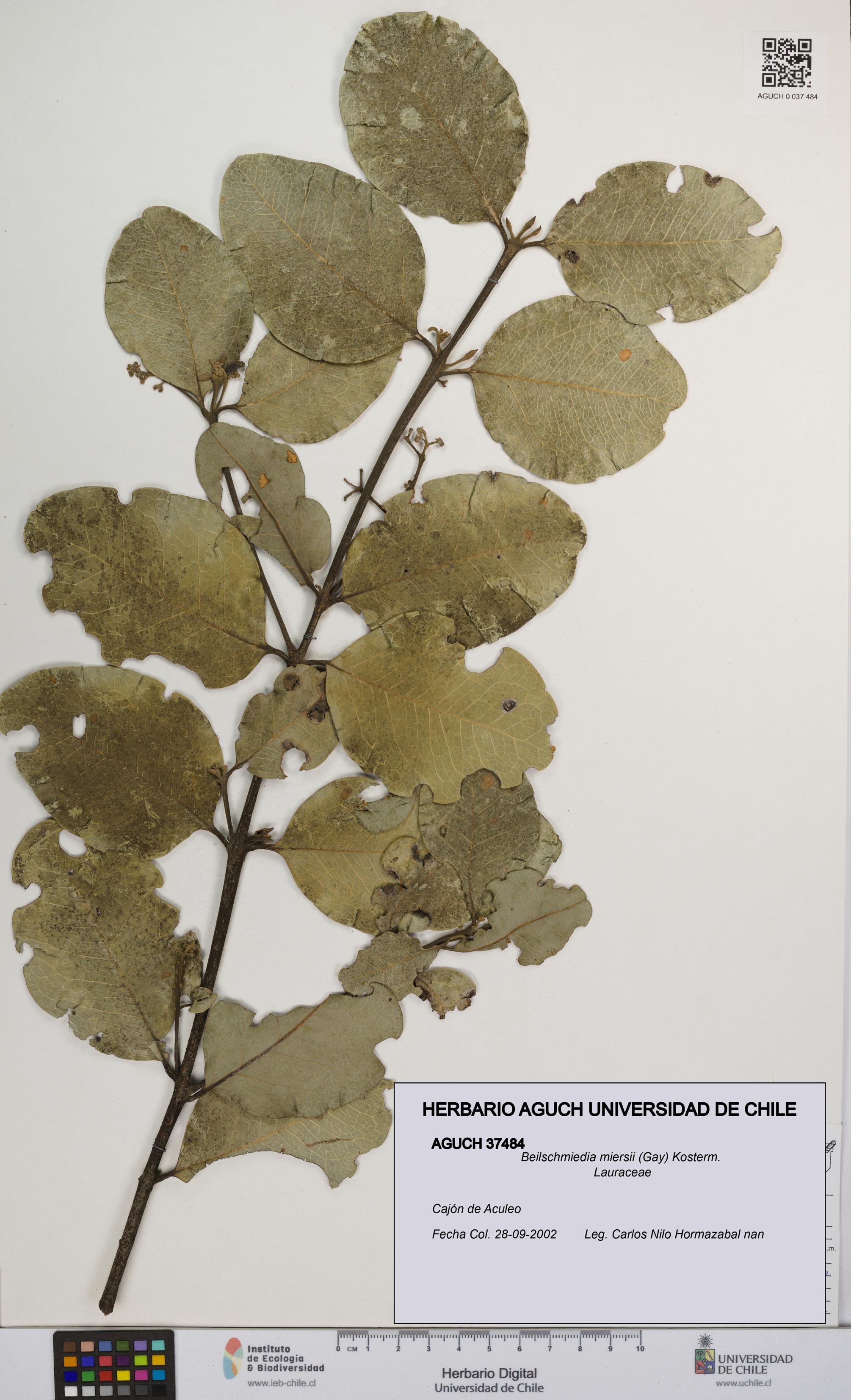 Beilschmiedia miersii [Espécimen: UCH:AGUCH:0037484]