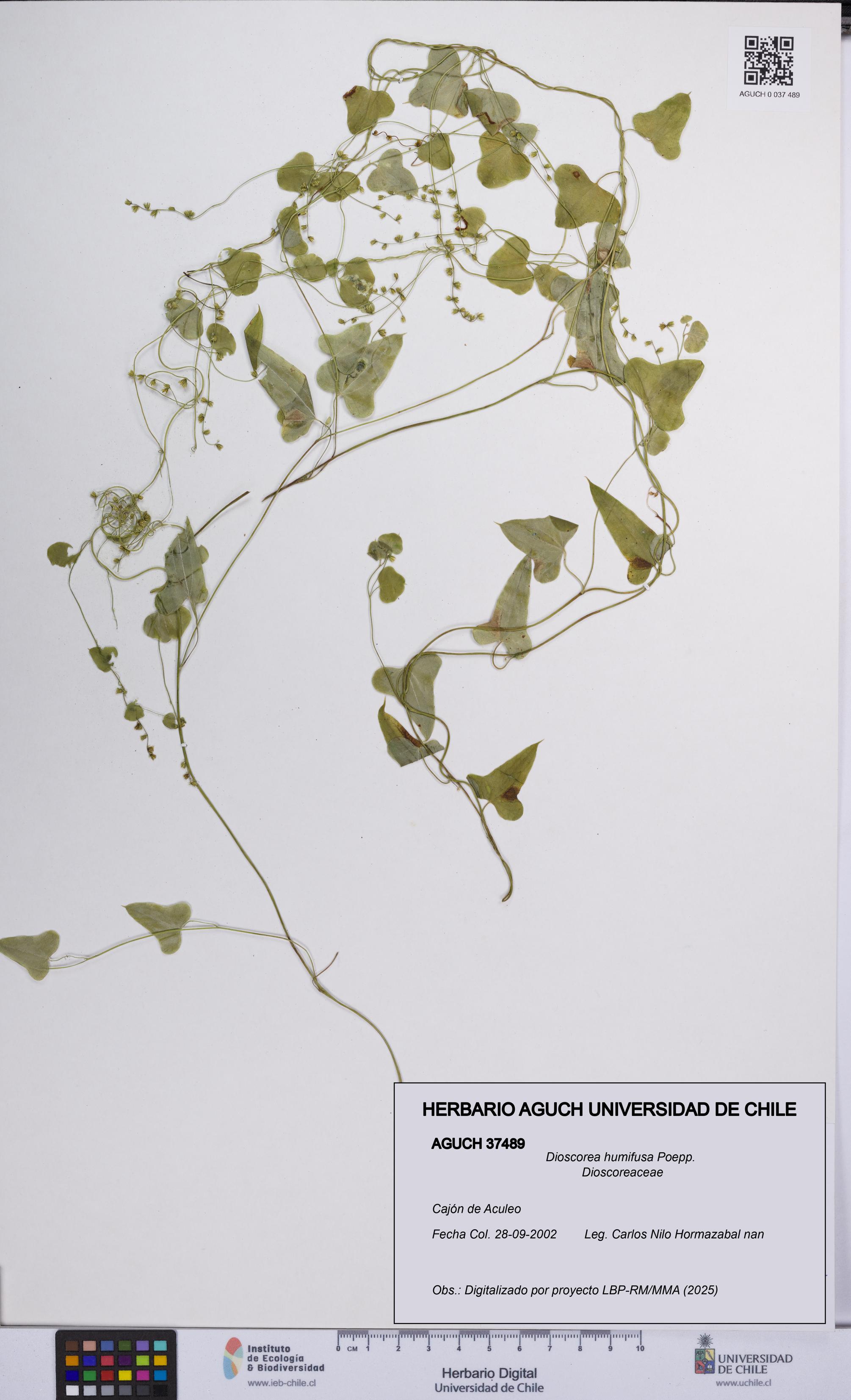 Dioscorea humifusa [Espécimen: UCH:AGUCH:0037489]