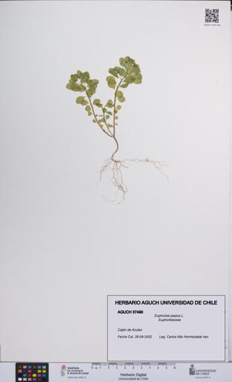 Euphorbia peplus [Espécimen: UCH:AGUCH:0037490]