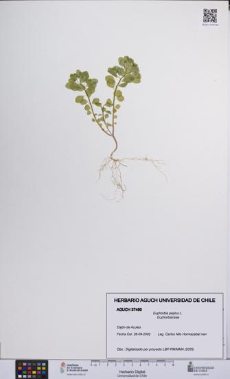 Euphorbia peplus [Espécimen: UCH:AGUCH:0037490]