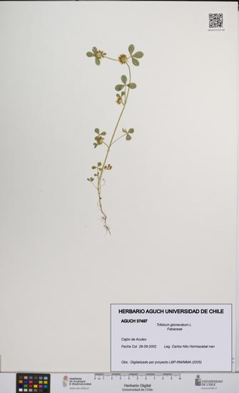 Trifolium glomeratum [Espécimen: UCH:AGUCH:0037497]