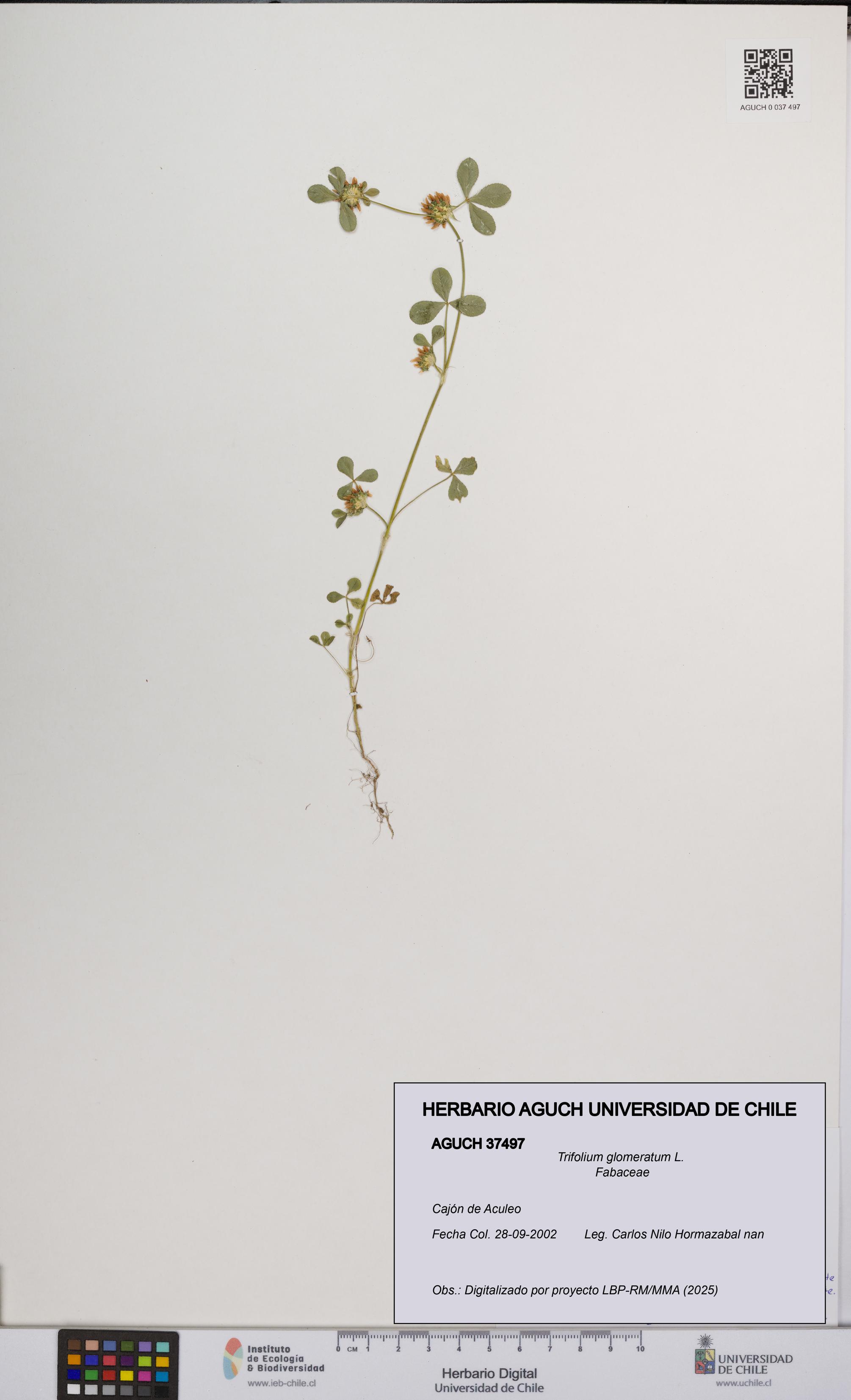Trifolium glomeratum [Espécimen: UCH:AGUCH:0037497]