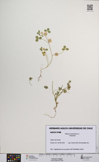 Trifolium tomentosum [Espécimen: UCH:AGUCH:0037498]