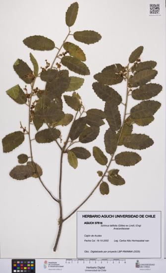 Schinus latifolia [Espécimen: UCH:AGUCH:0037514]