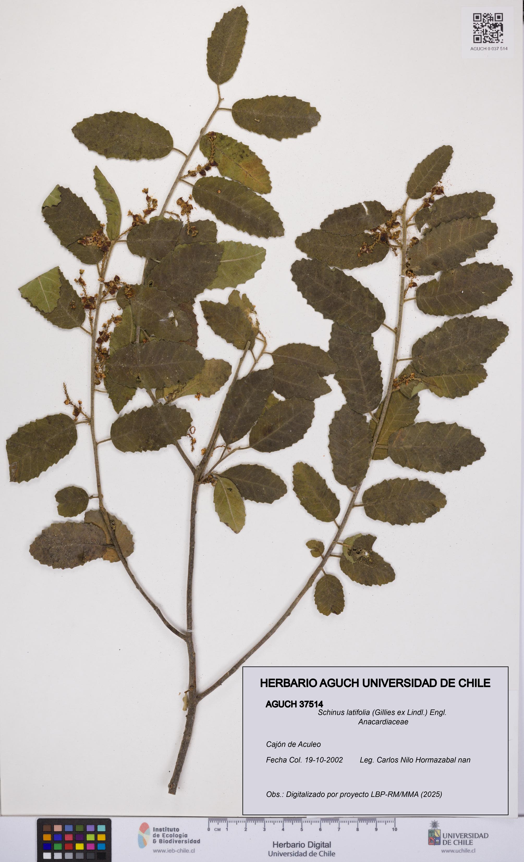 Schinus latifolia [Espécimen: UCH:AGUCH:0037514]