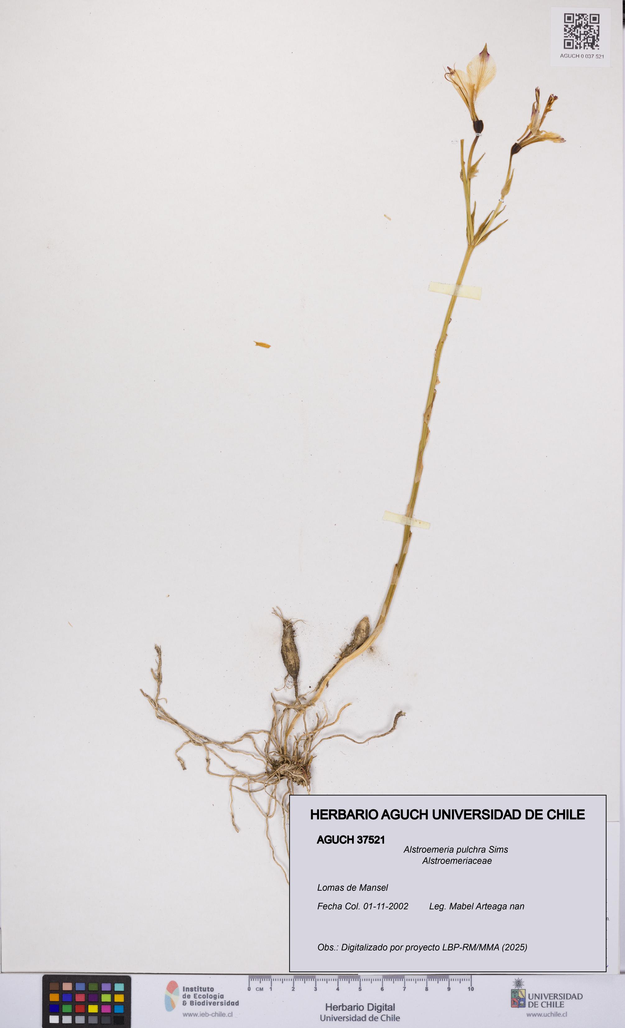 Alstroemeria pulchra [Espécimen: UCH:AGUCH:0037521]