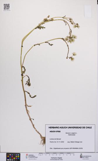 Senecio vulgaris [Espécimen: UCH:AGUCH:0037532]