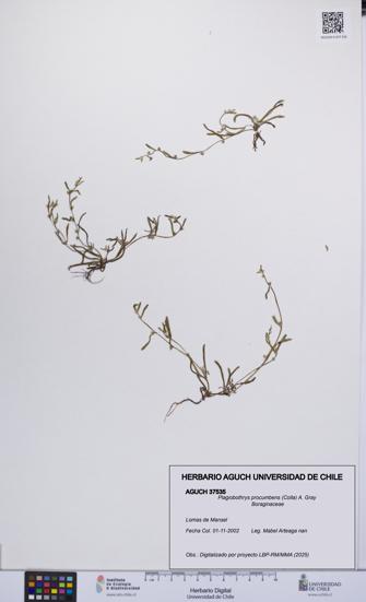 Plagiobothrys procumbens [Espécimen: UCH:AGUCH:0037535]