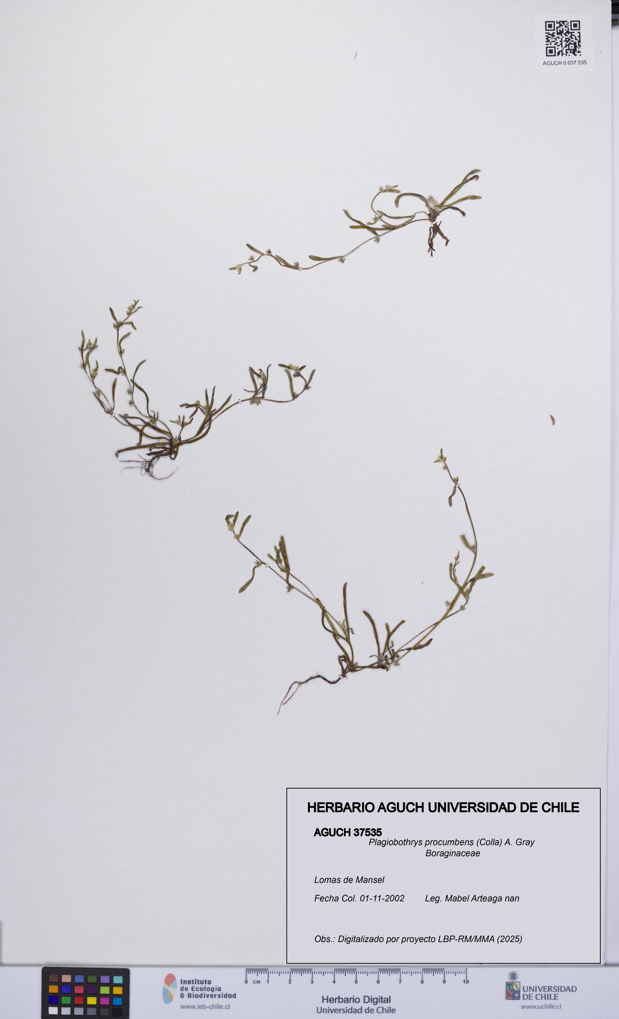 Plagiobothrys procumbens [Espécimen: UCH:AGUCH:0037535]