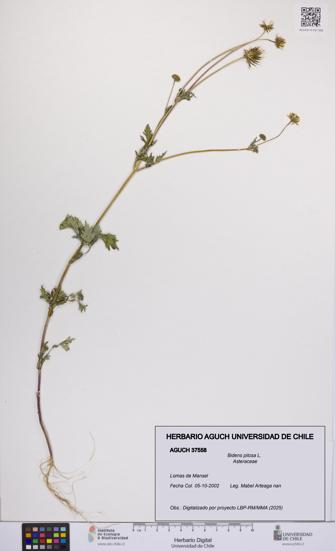 Bidens pilosa [Espécimen: UCH:AGUCH:0037558]