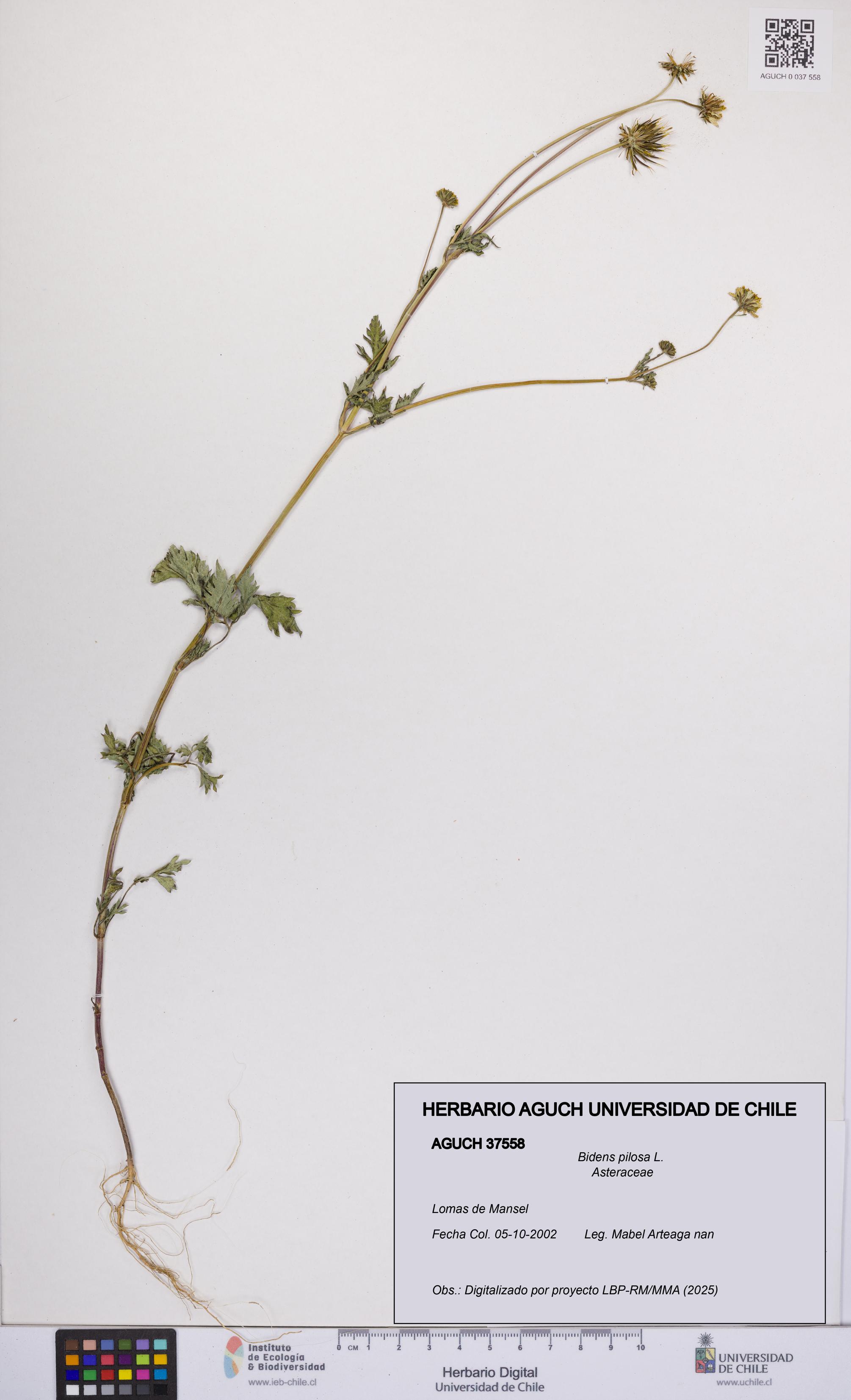 Bidens pilosa [Espécimen: UCH:AGUCH:0037558]