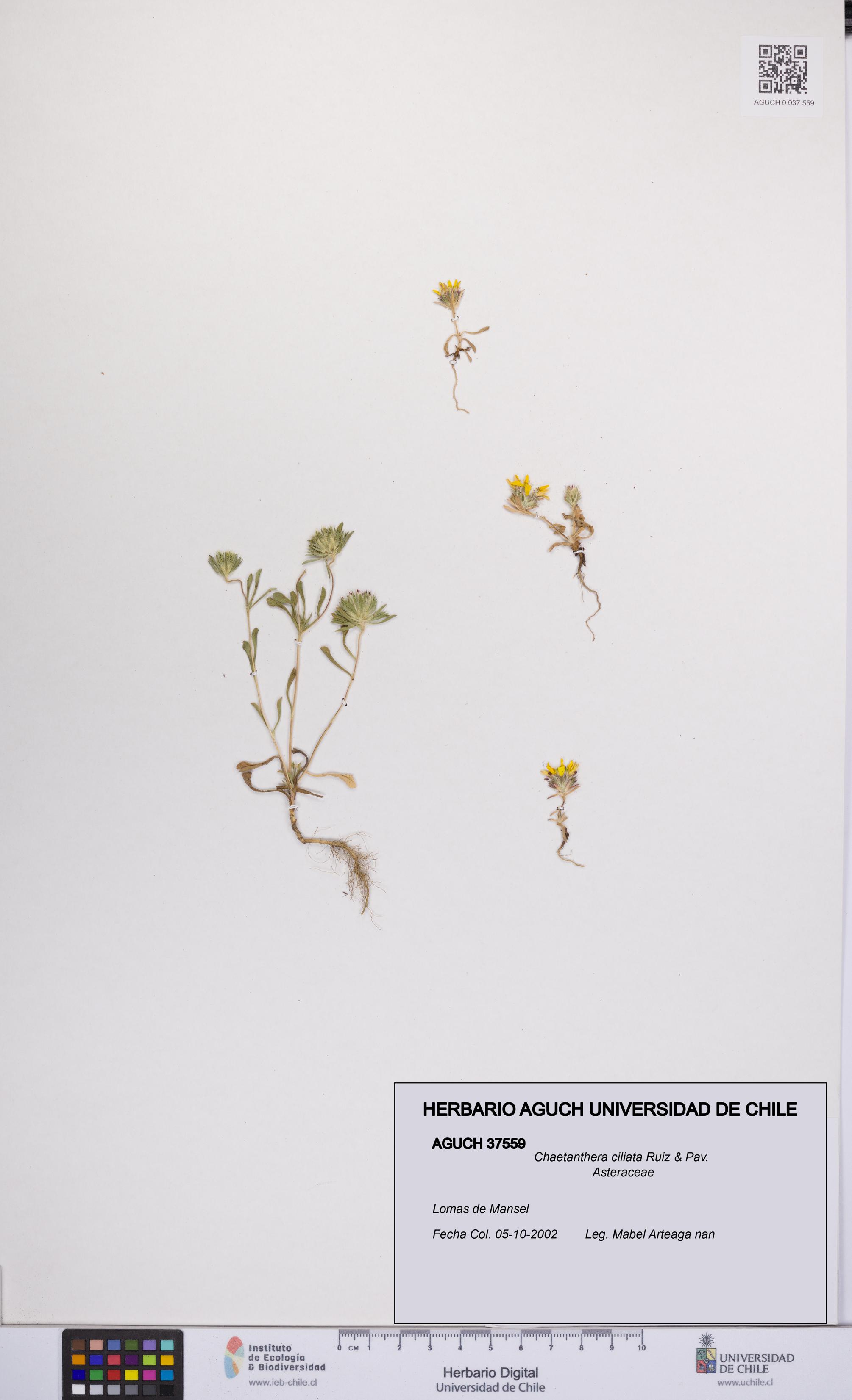Chaetanthera ciliata [Espécimen: UCH:AGUCH:0037559]