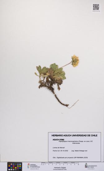 Haplopappus macrocephalus [Espécimen: UCH:AGUCH:0037562]