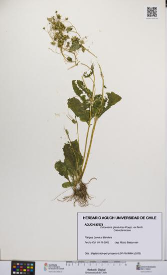 Calceolaria glandulosa [Espécimen: UCH:AGUCH:0037573]