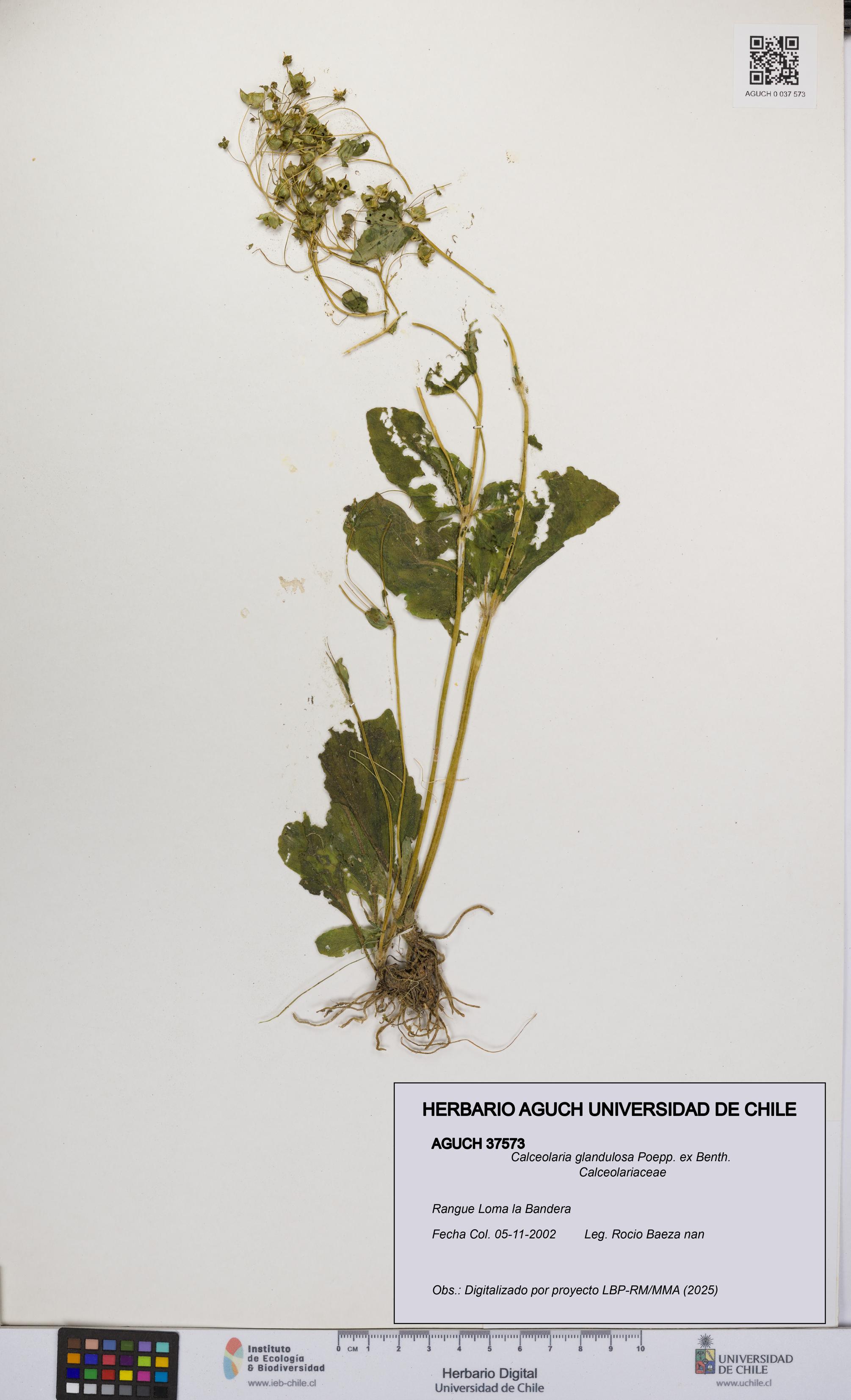 Calceolaria glandulosa [Espécimen: UCH:AGUCH:0037573]