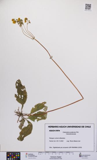 Calceolaria pratensis [Espécimen: UCH:AGUCH:0037574]