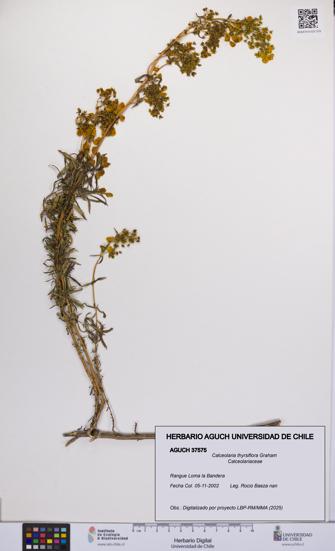 Calceolaria thyrsiflora [Espécimen: UCH:AGUCH:0037575]