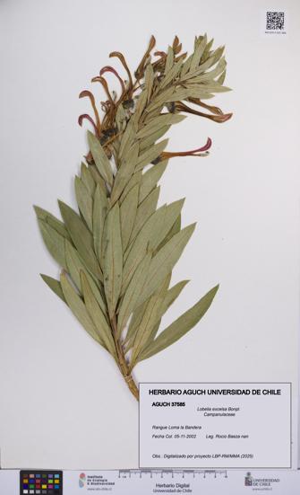 Lobelia excelsa [Espécimen: UCH:AGUCH:0037585]