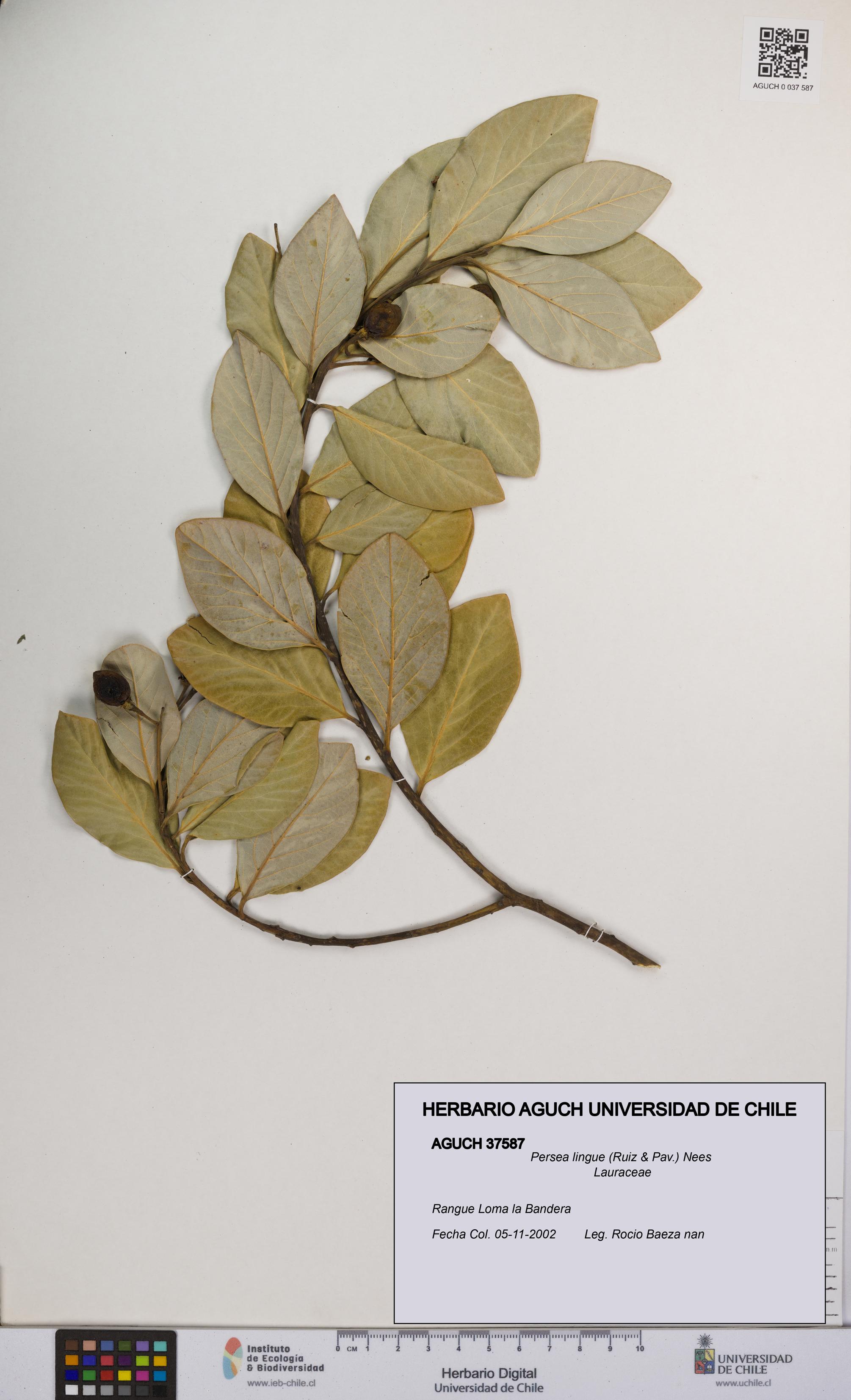 Persea lingue [Espécimen: UCH:AGUCH:0037587]