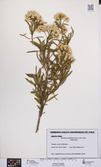 Baccharis salicifolia [Espécimen: UCH:AGUCH:0037601]