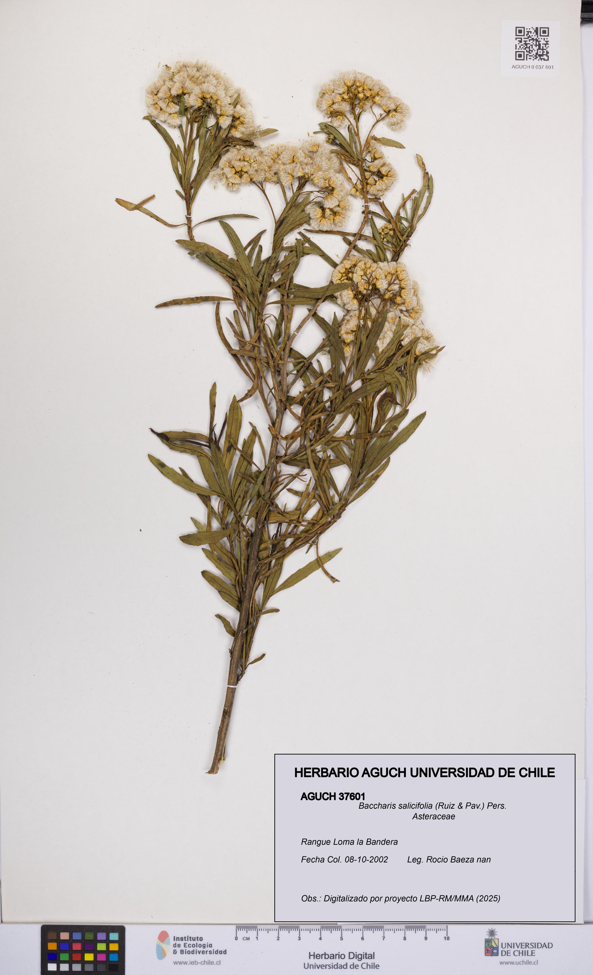 Baccharis salicifolia [Espécimen: UCH:AGUCH:0037601]