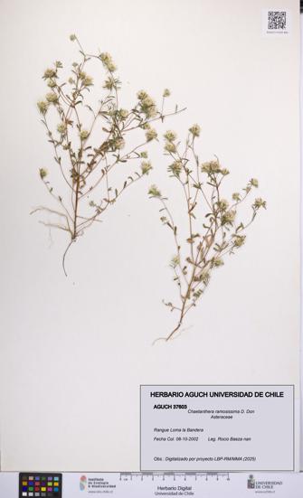 Chaetanthera ramosissima [Espécimen: UCH:AGUCH:0037603]
