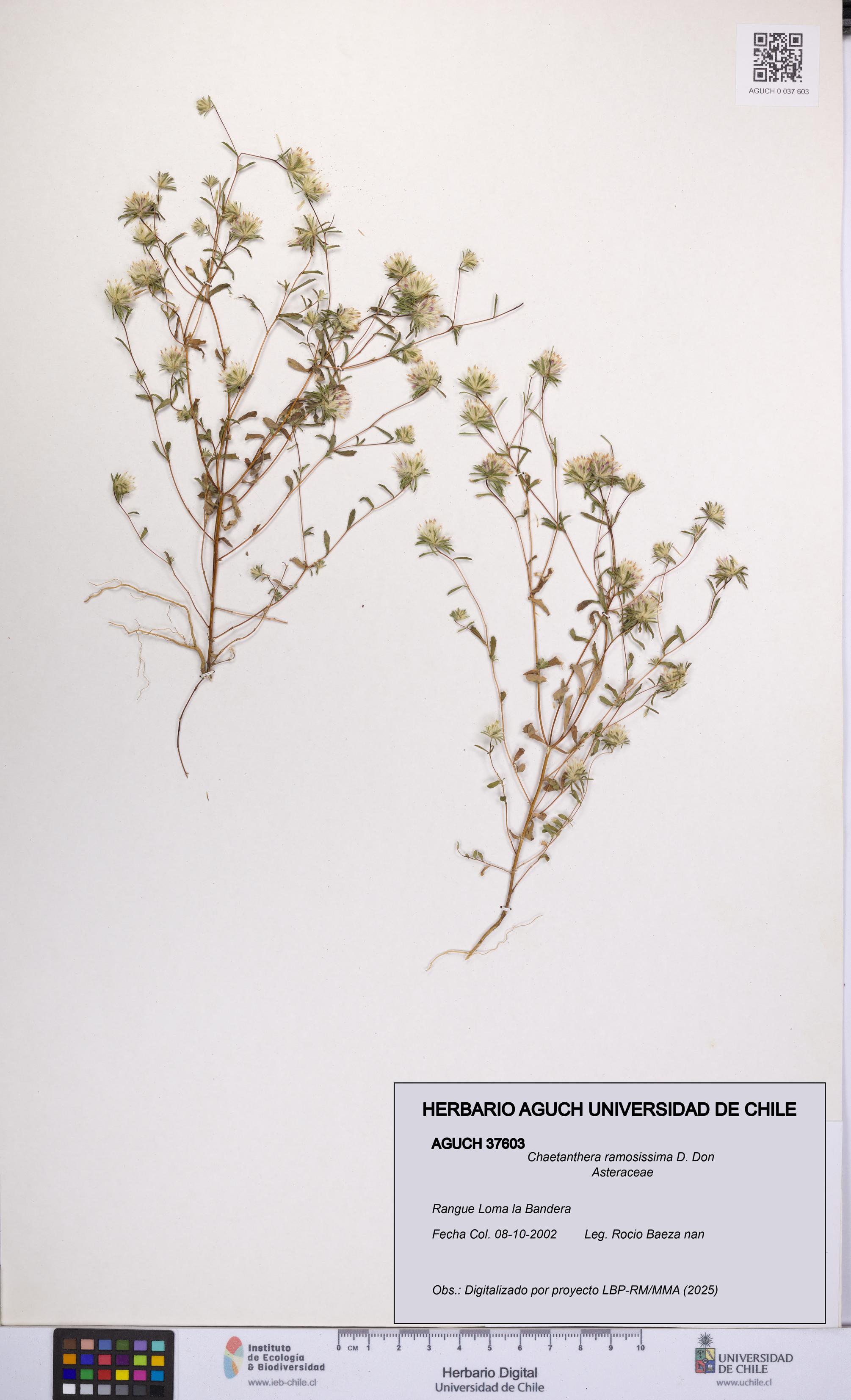 Chaetanthera ramosissima [Espécimen: UCH:AGUCH:0037603]
