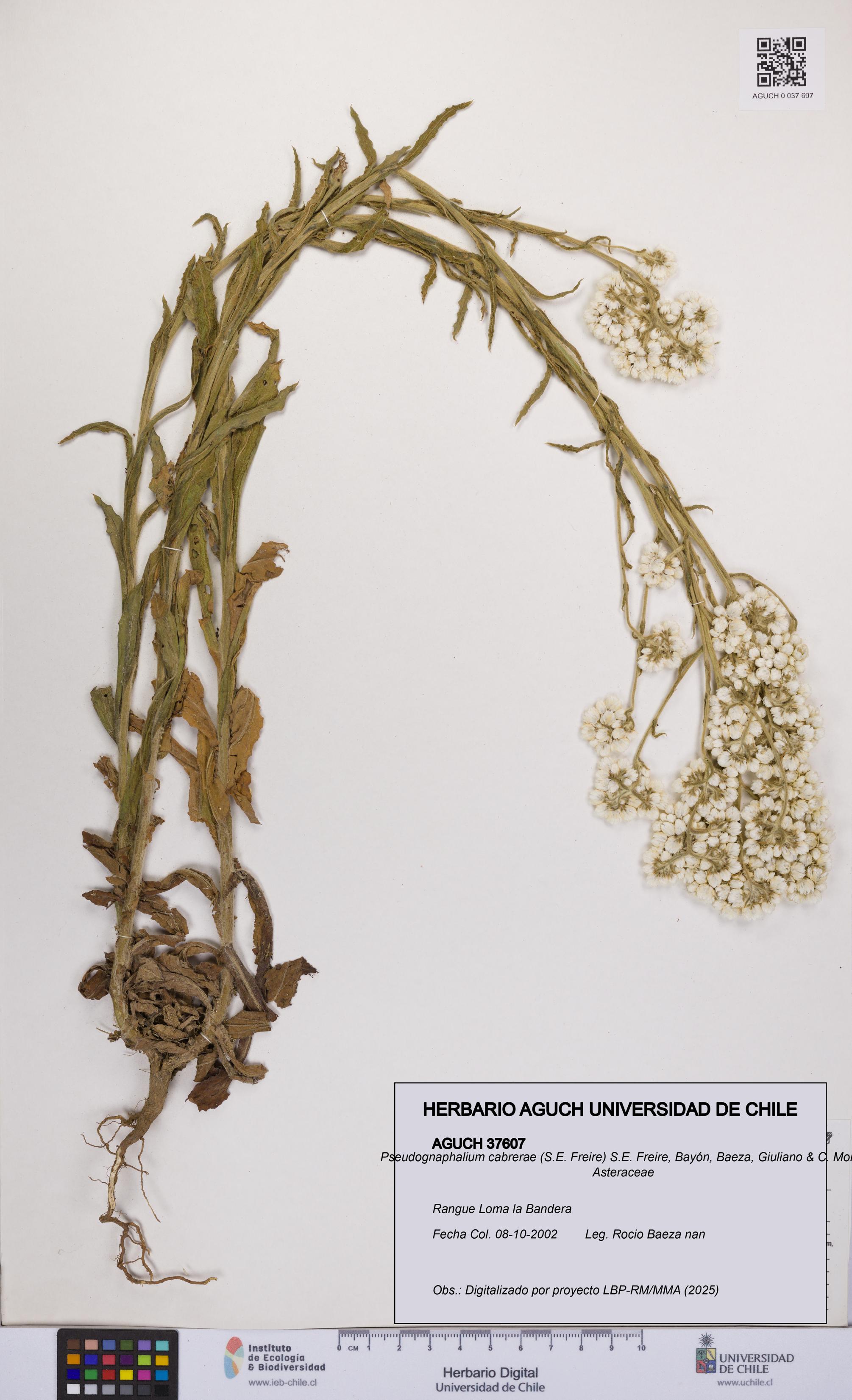 Pseudognaphalium cabrerae [Espécimen: UCH:AGUCH:0037607]