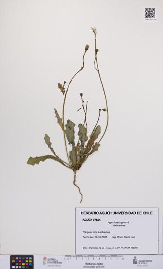 Hypochaeris glabra [Espécimen: UCH:AGUCH:0037624]