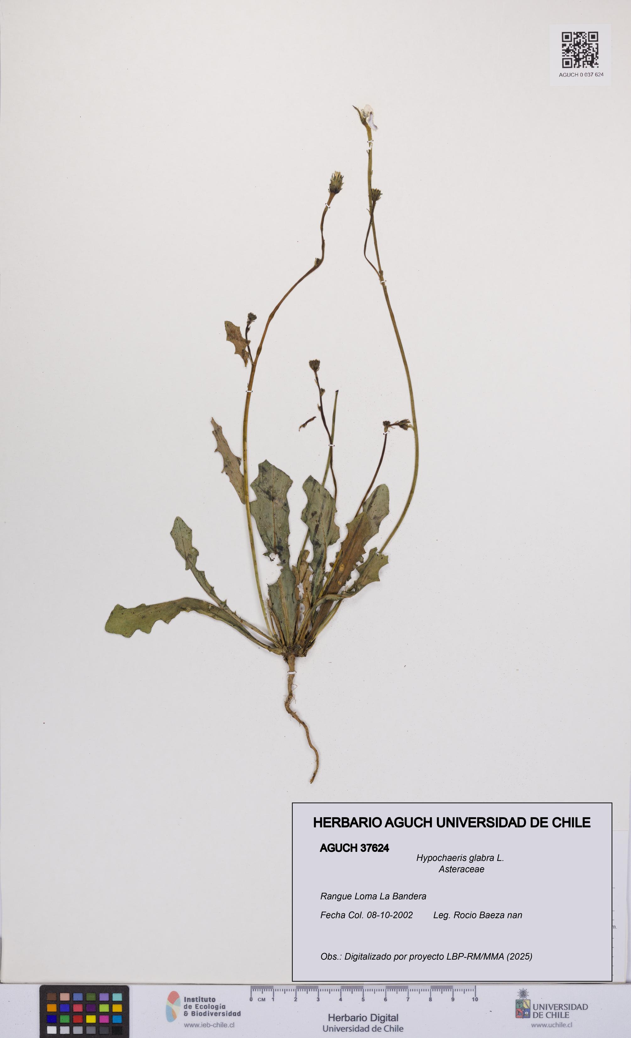 Hypochaeris glabra [Espécimen: UCH:AGUCH:0037624]