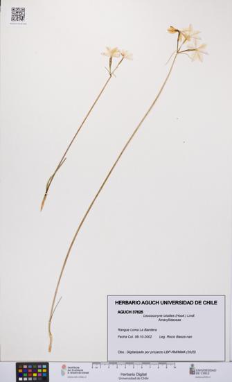 Leucocoryne ixioides [Espécimen: UCH:AGUCH:0037625]