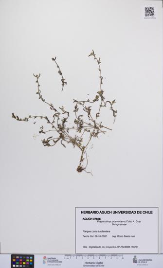 Plagiobothrys procumbens [Espécimen: UCH:AGUCH:0037628]