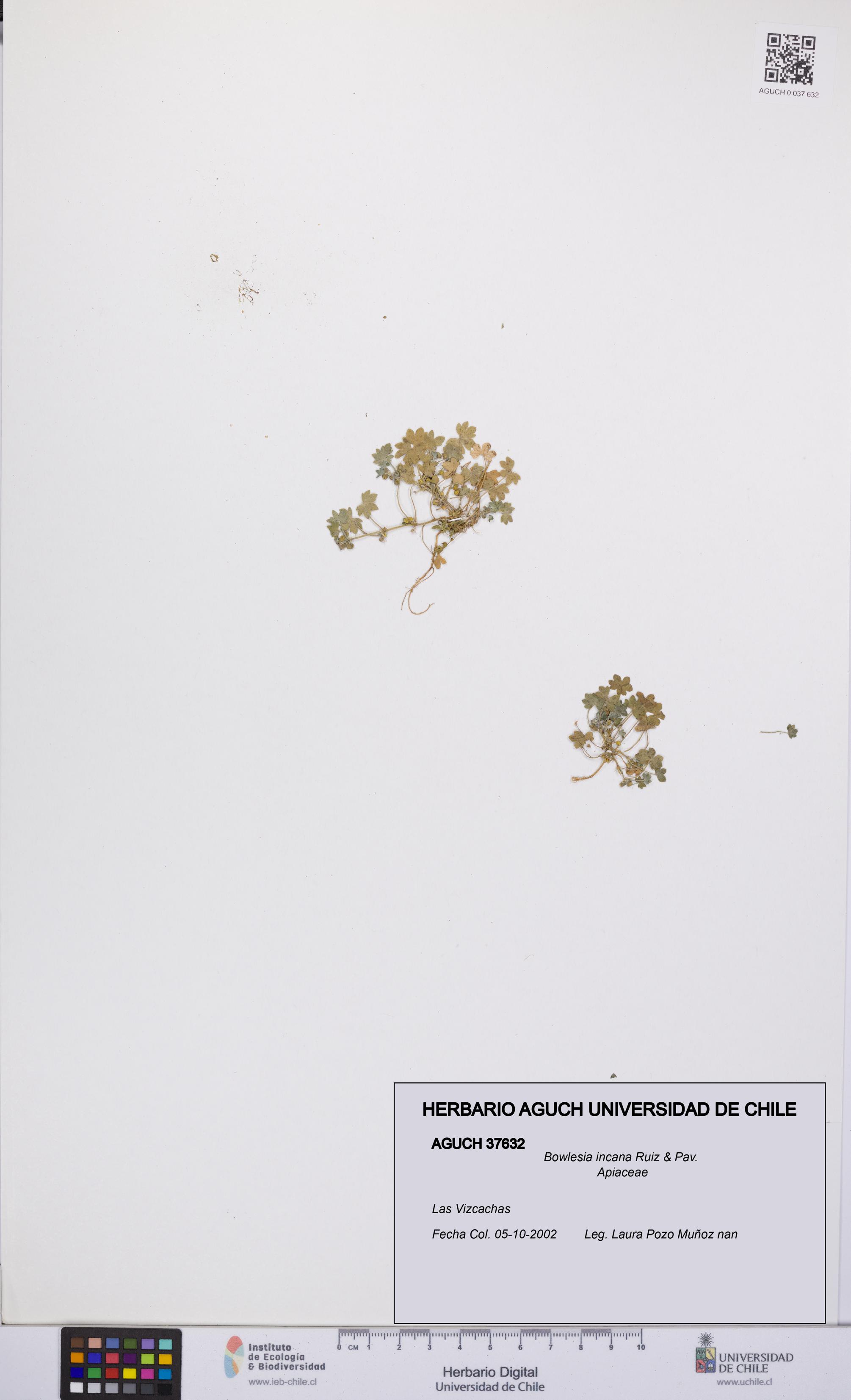 Bowlesia incana [Espécimen: UCH:AGUCH:0037632]