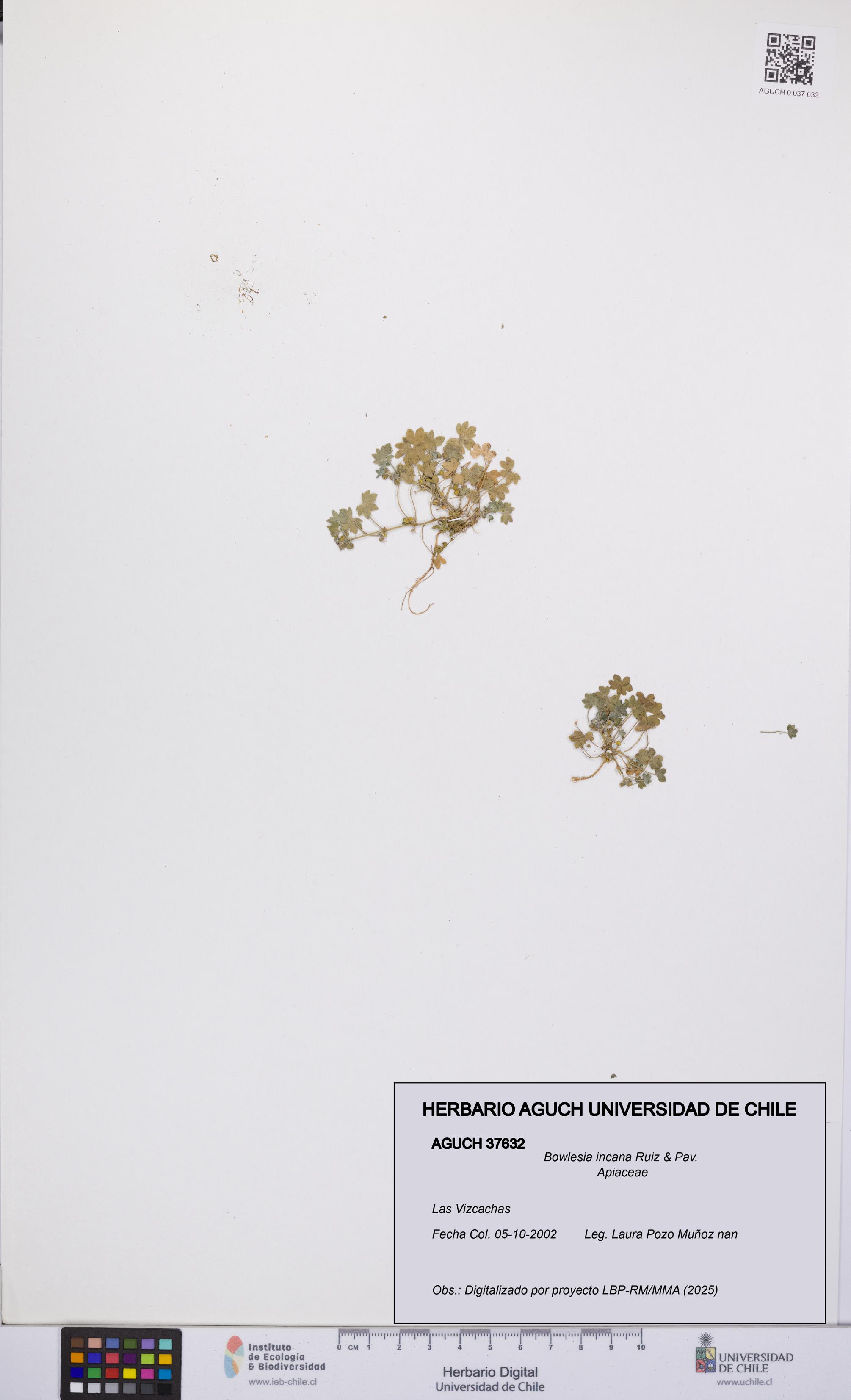 Bowlesia incana [Espécimen: UCH:AGUCH:0037632]