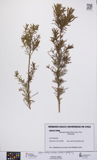 Baccharis linearis [Espécimen: UCH:AGUCH:0037635]