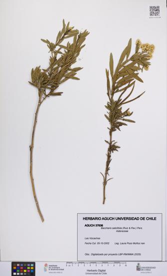 Baccharis salicifolia [Espécimen: UCH:AGUCH:0037636]