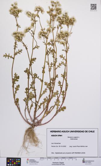 Senecio vulgaris [Espécimen: UCH:AGUCH:0037641]