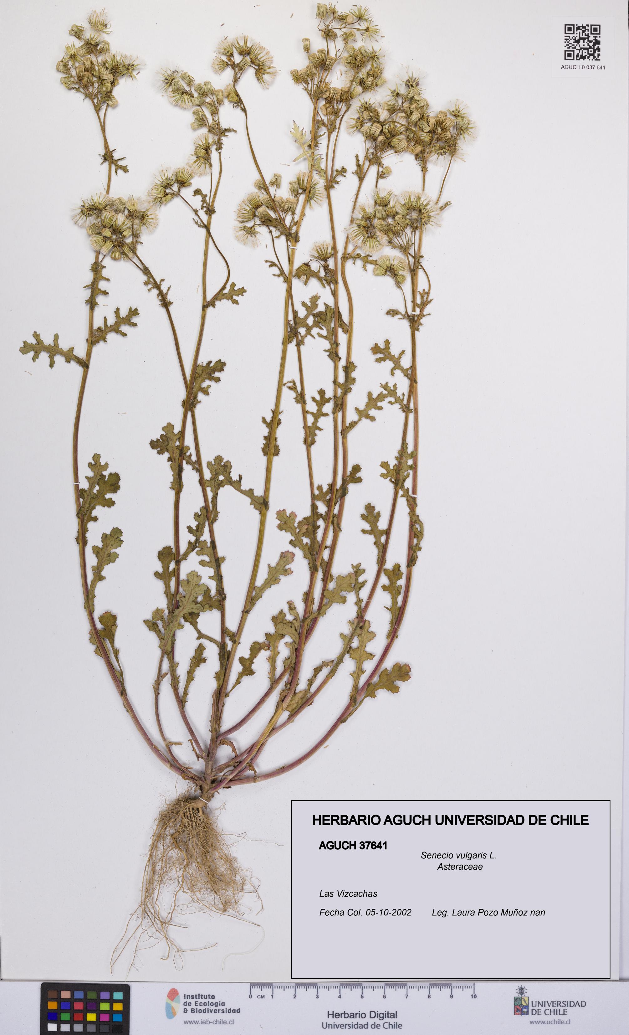Senecio vulgaris [Espécimen: UCH:AGUCH:0037641]