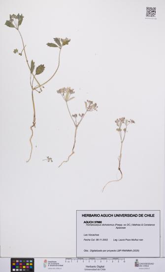 Homalocarpus dichotomus [Espécimen: UCH:AGUCH:0037660]